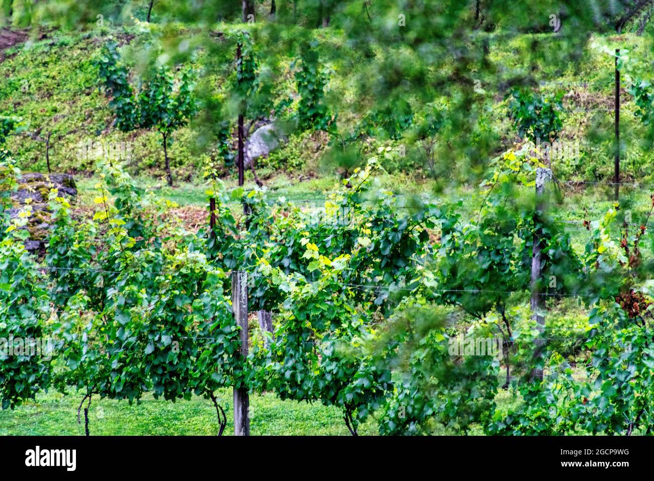 Grape vines growing at the Grandfather Vineyard Winery in Banner Elk