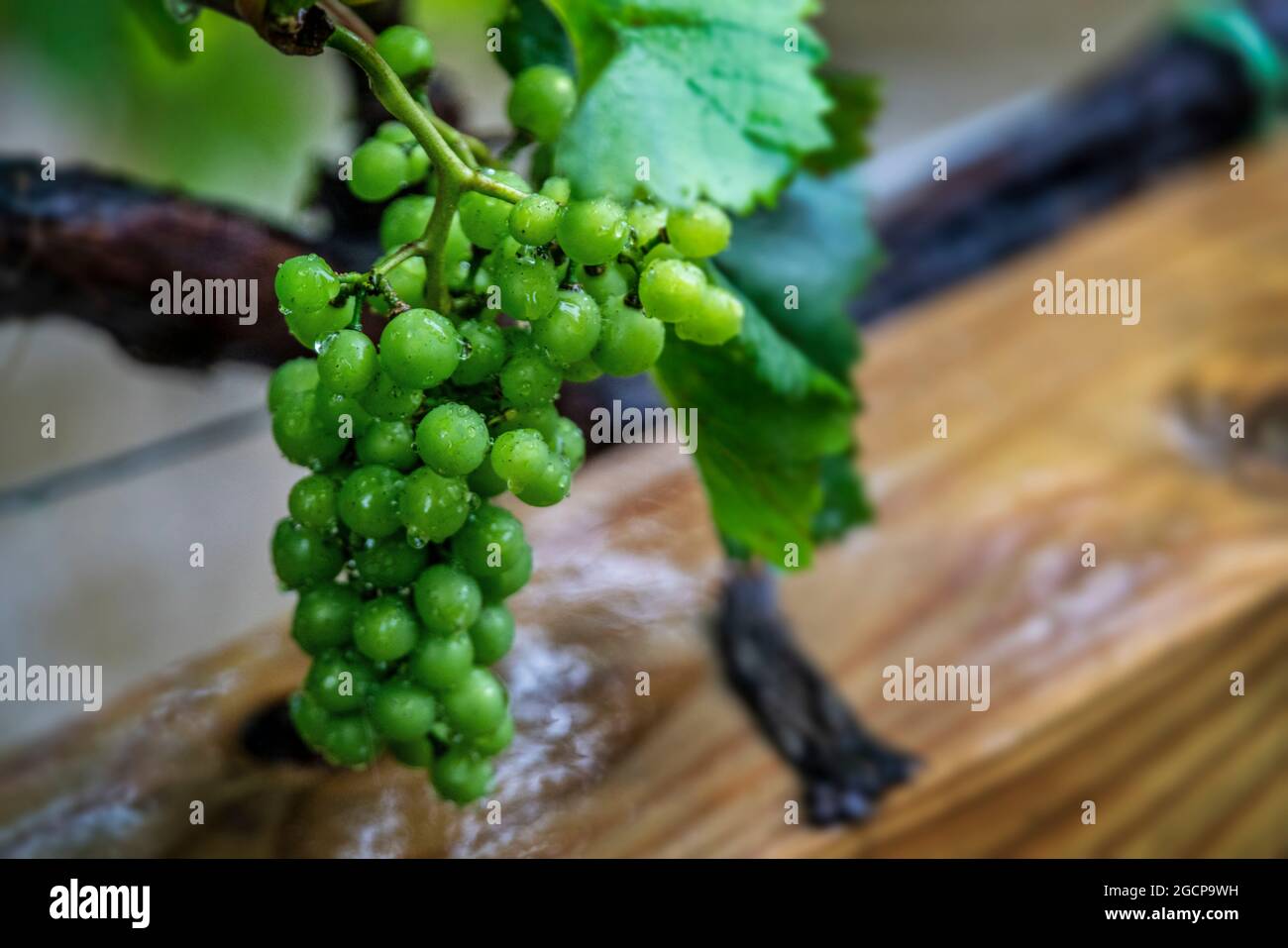 Rain drops on a bunch of grapes growing at the Grandfather Vineyard