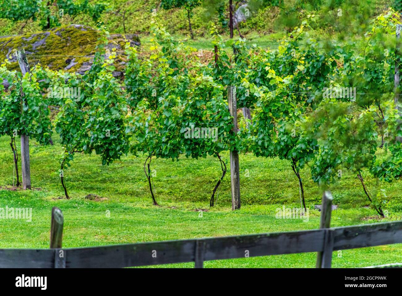 Grape vines growing at the Grandfather Vineyard Winery in Banner Elk