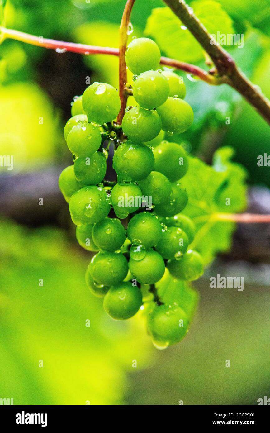 Rain drops on a bunch of grapes growing at the Grandfather Vineyard