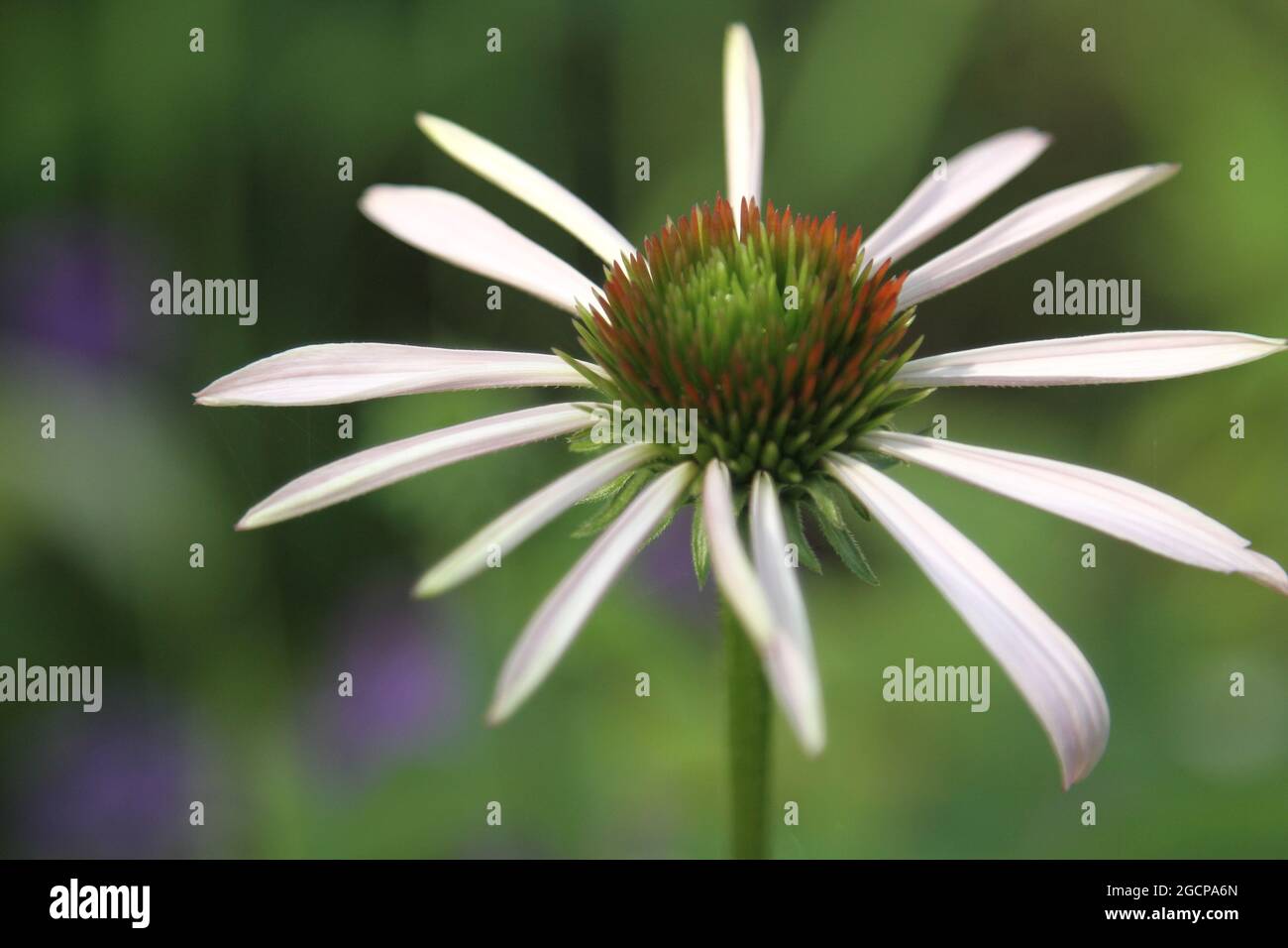 Early stages of echinacea plant growth Stock Photo