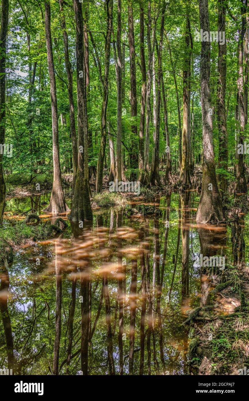Bald Cypress swamps within the hardwood forest at Congaree National