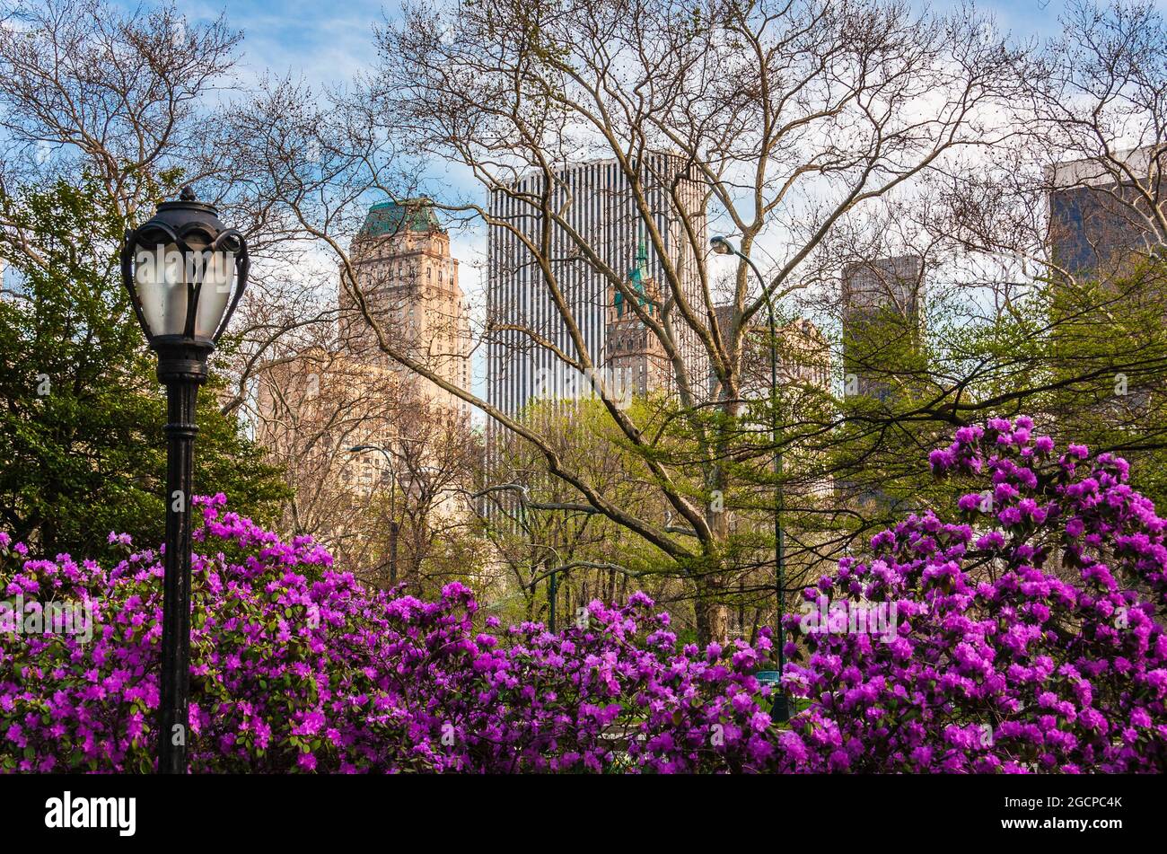Flowers and budding trees in Central Park, New York City, NY, USA Stock Photo