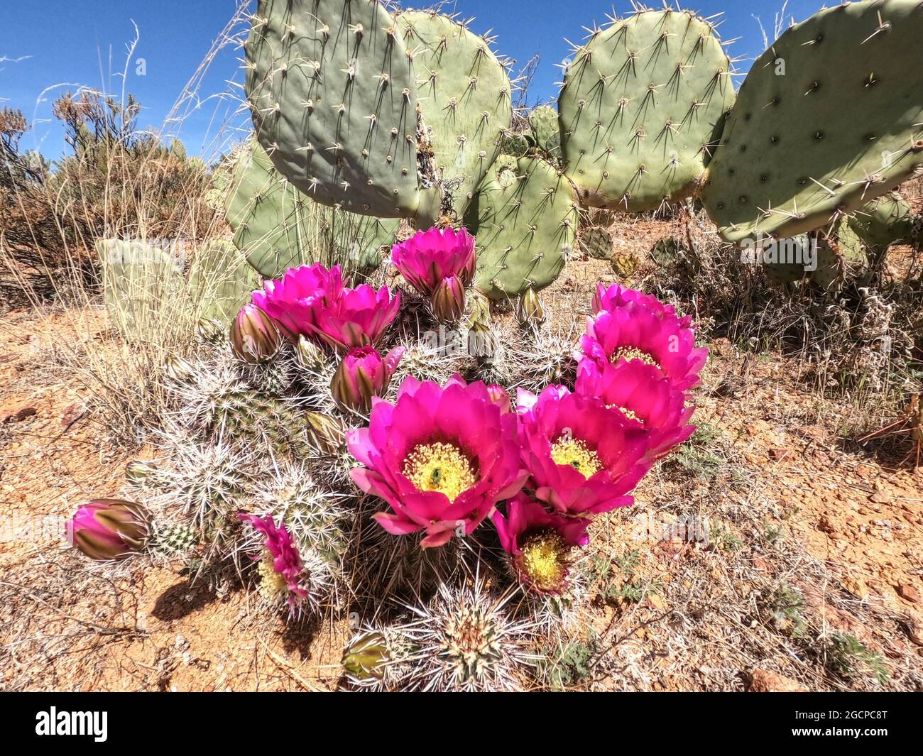 Engelmann's hedgehog cactus flowers (Echinocereus engelmannii) along the Arizona Trail, Arizona, U.S.A Stock Photo