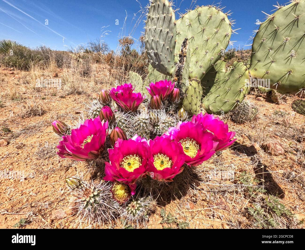 Engelmann's hedgehog cactus flowers (Echinocereus engelmannii) along the Arizona Trail, Arizona, U.S.A Stock Photo