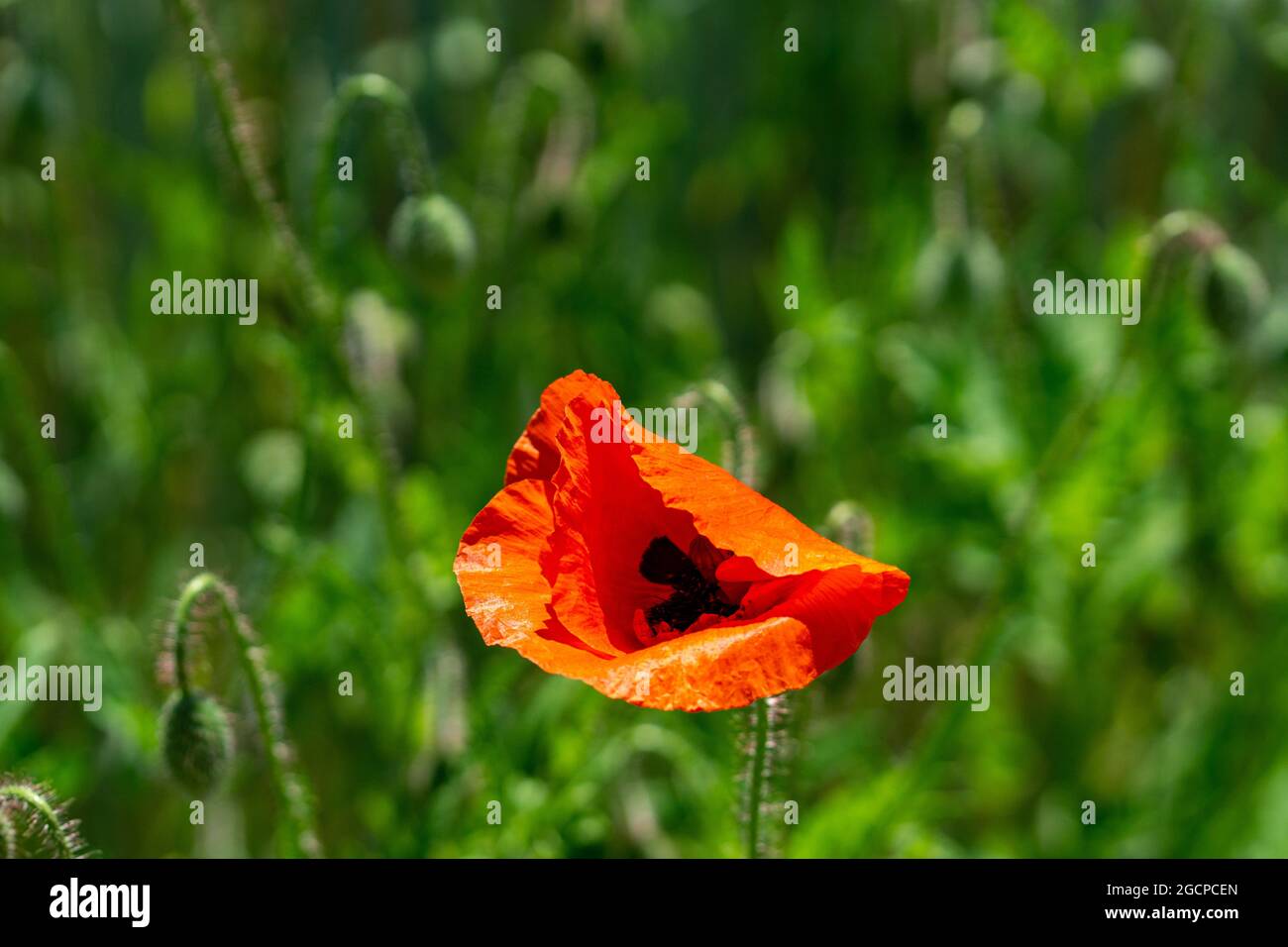 Selective focus of the blossomed red poppy flower gleaming under the ...