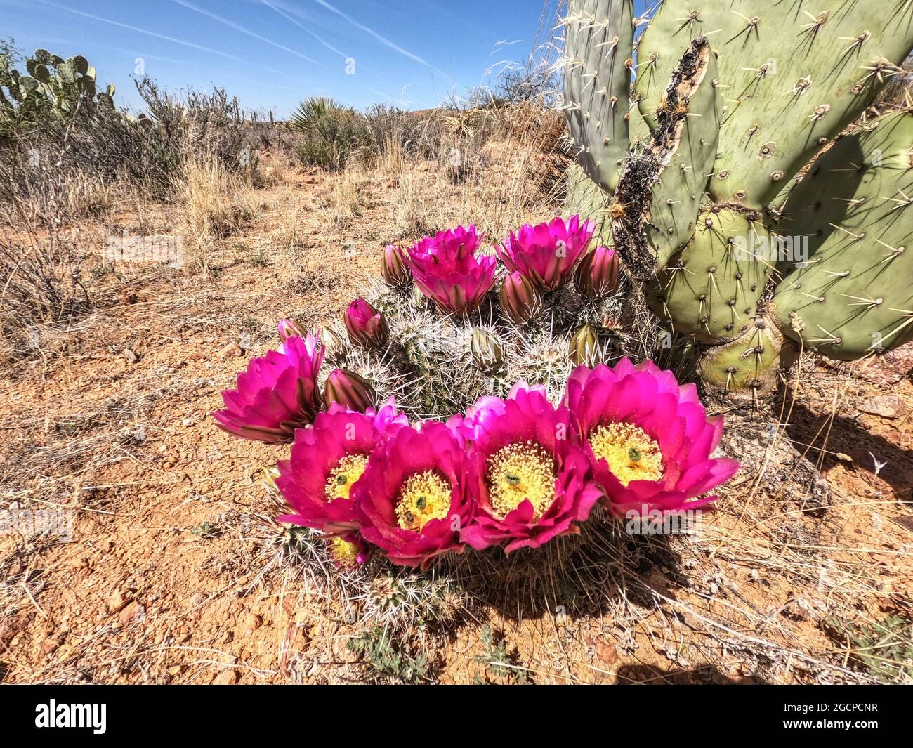 Engelmann's hedgehog cactus flowers (Echinocereus engelmannii) along the Arizona Trail, Arizona, U.S.A Stock Photo