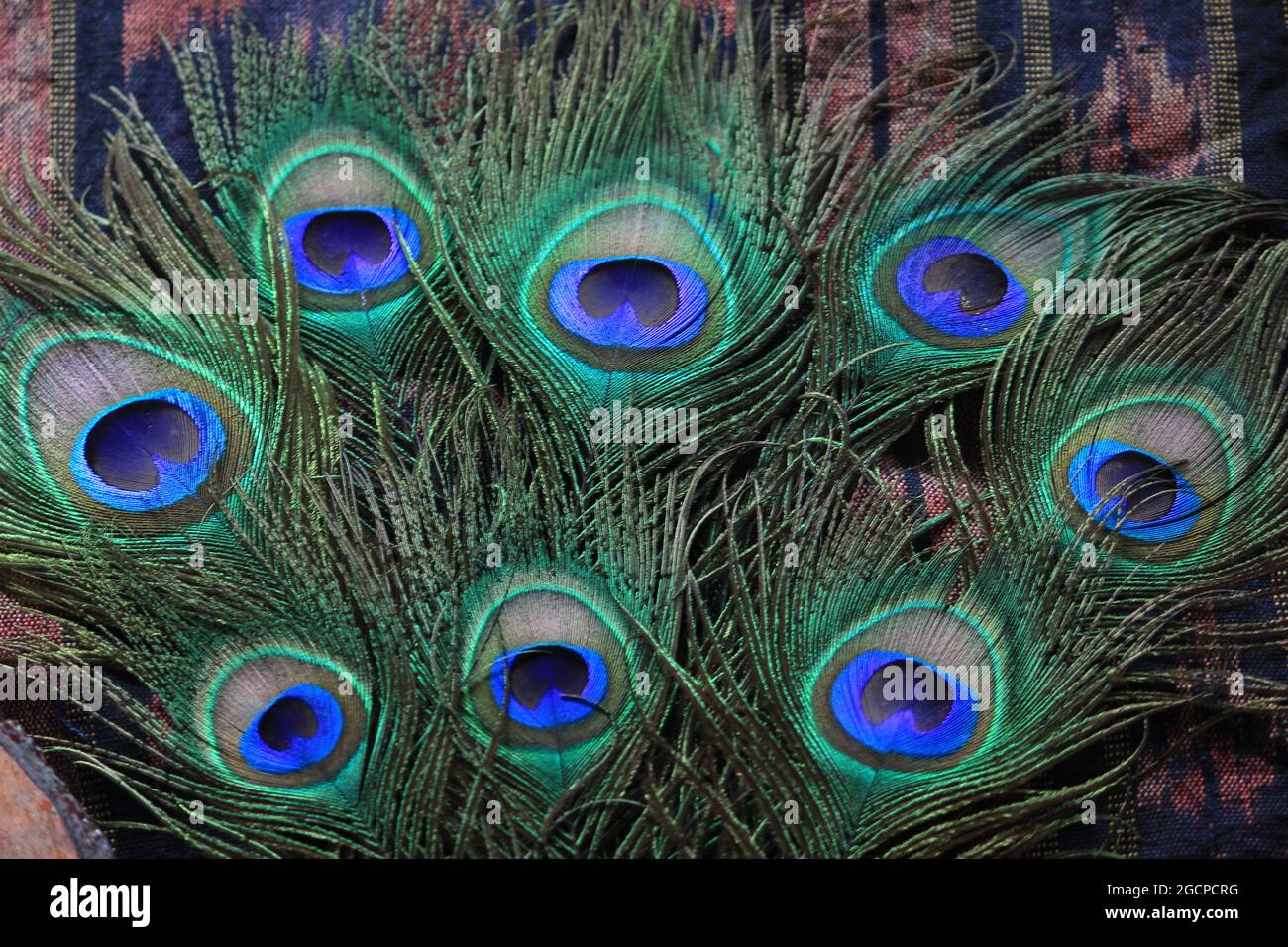 Peacock feather design hi-res stock photography and images - Alamy