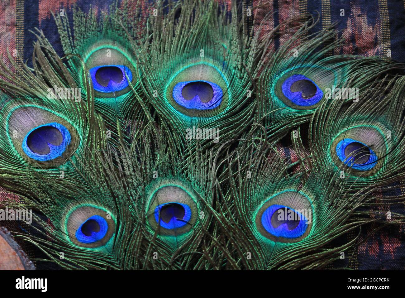 peacock feather detail and texture for fashion and decoration Stock Photo