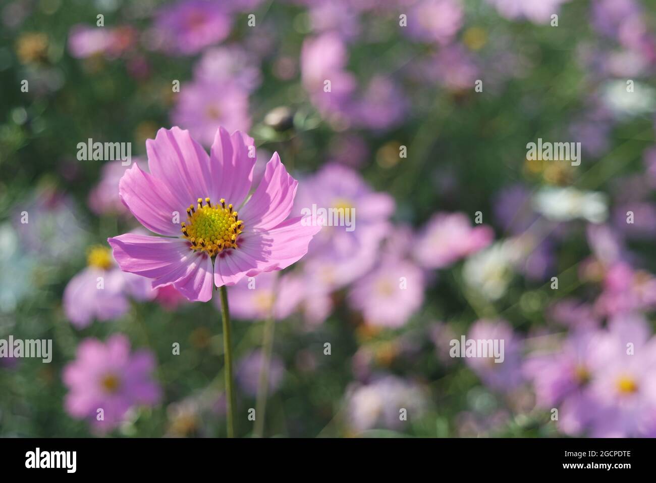 Cosmos flower in field hi-res stock photography and images - Alamy