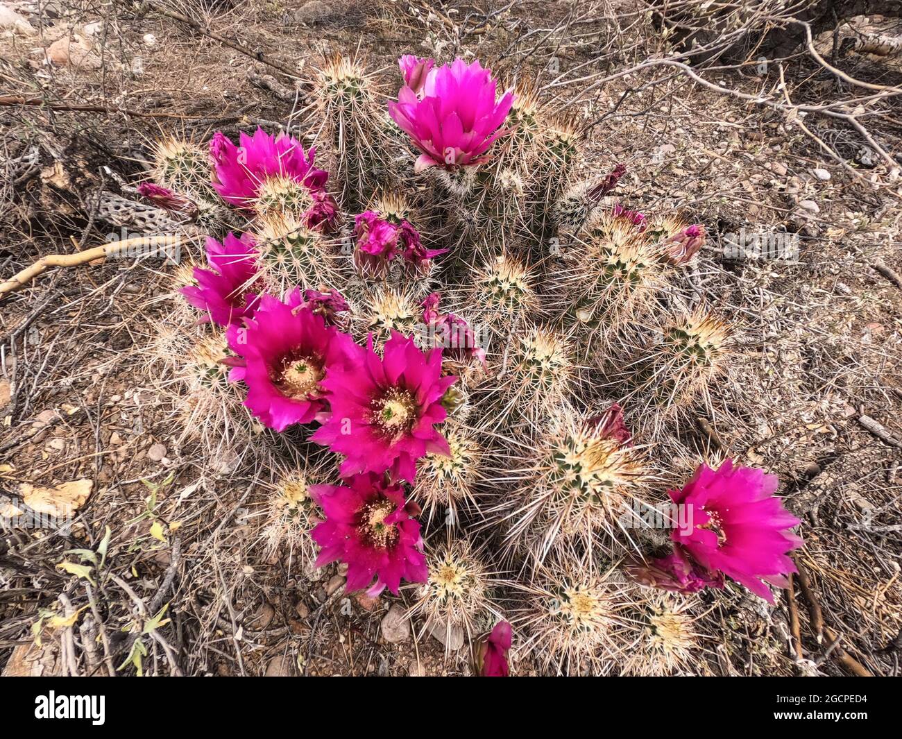 Engelmann's hedgehog cactus flowers (Echinocereus engelmannii) along the Arizona Trail, Arizona, U.S.A Stock Photo