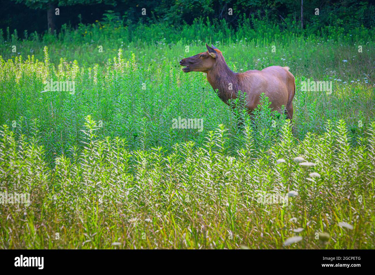 Elk in the smokies hires stock photography and images Alamy
