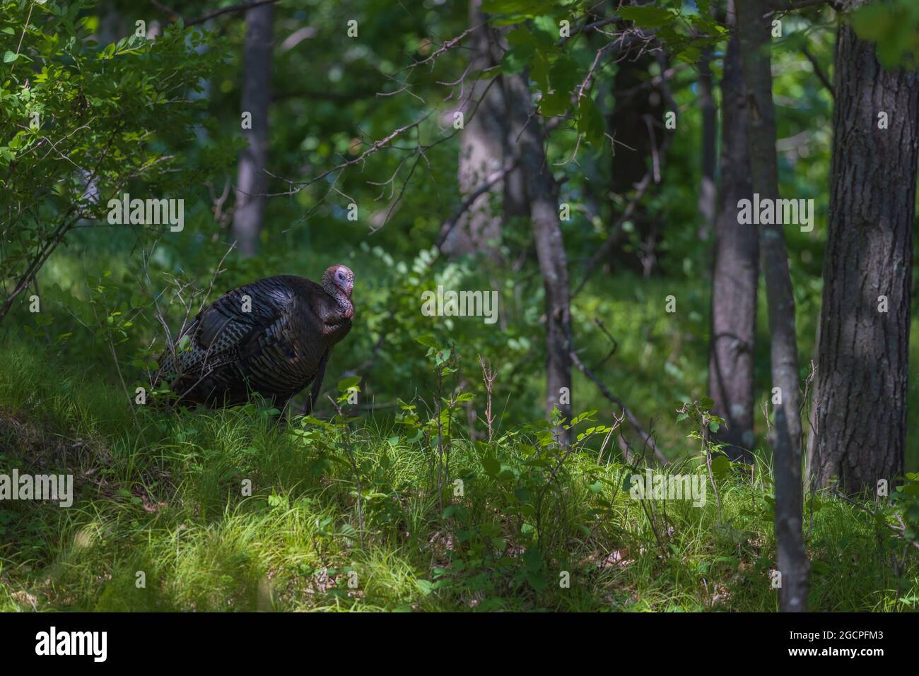 Tom turkey in a northern Wisconsin forest. Stock Photo