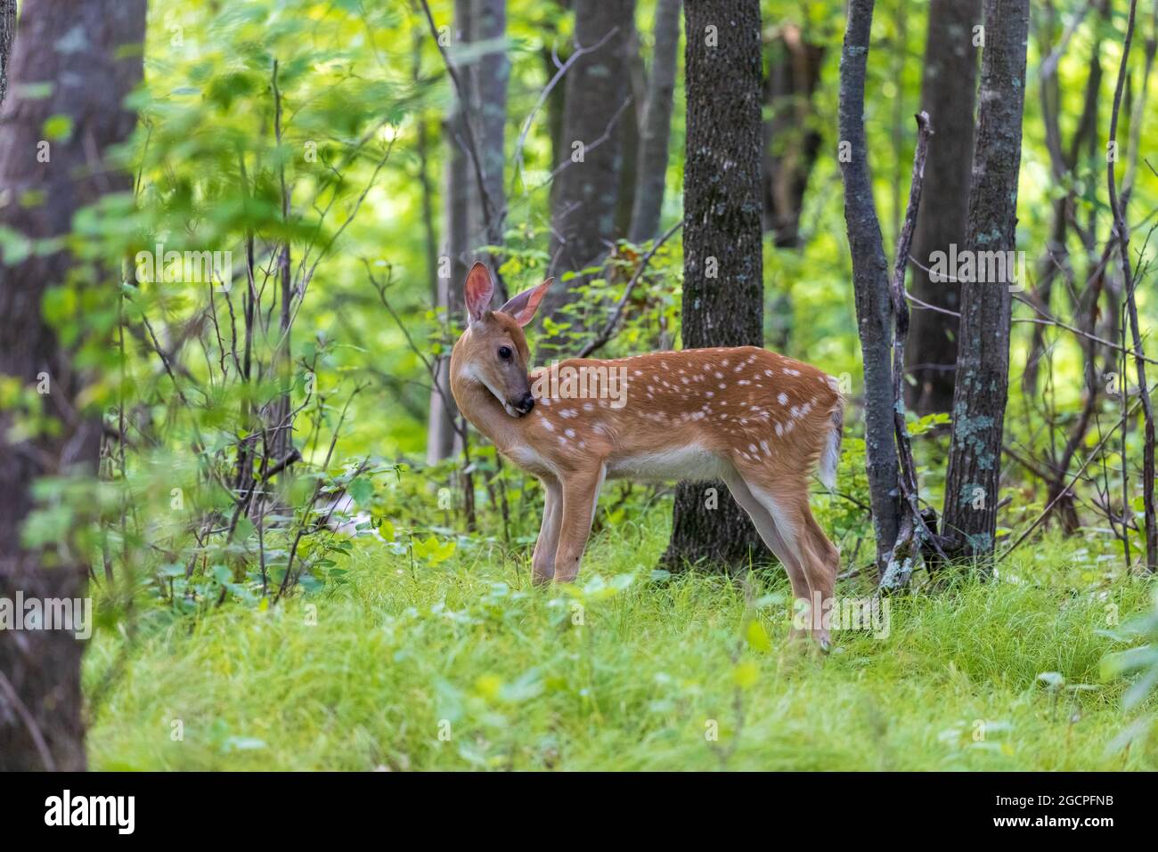 White-tailed fawn in a northern Wisconsin woodland. Stock Photo