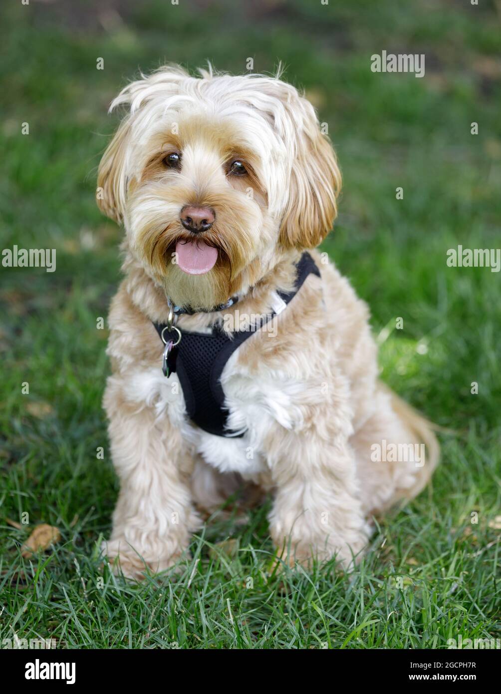 2-Years-Old Male Daisy Dog. There are three dog breeds that make up the Daisy Dog – the Bichon Frise, Poodle, and the Shih-tzu. Stock Photo