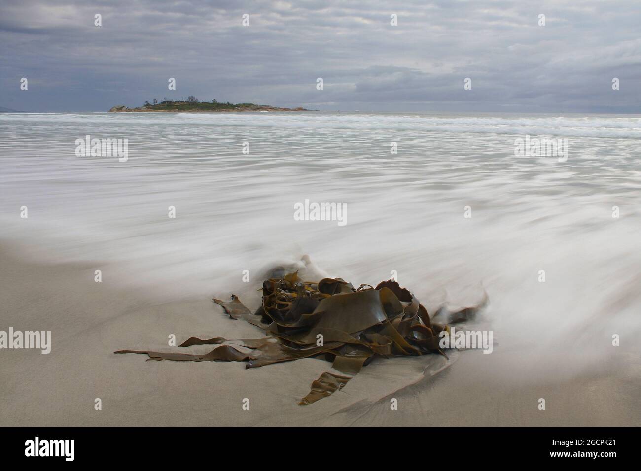 wave and seaweed on beach near bicheno in tasmania Stock Photo