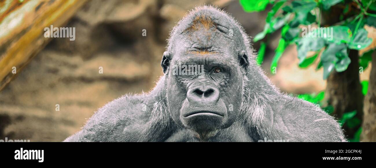 Gorilla silverback ape sad funny face banner panoramic background. Alpha male strong gorilla looking at camera. Stock Photo