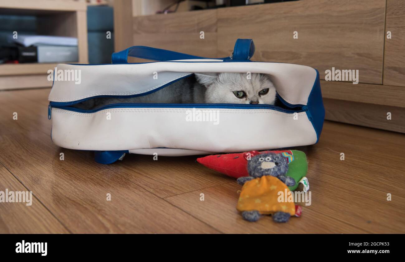 Cat hiding in blue and white bag with face sticking out Stock Photo