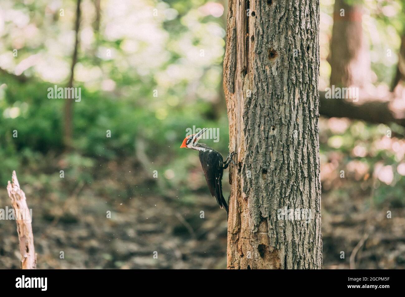 Pileated Woodpecker whacking dead tree trunk searching for bugs eating