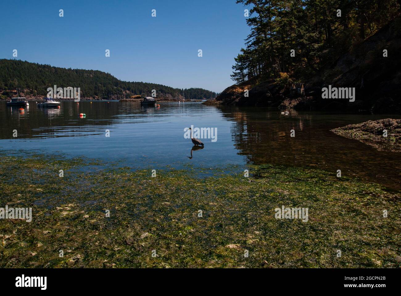 Heron wading in Magic Lake, North Pender Island, British Columbia