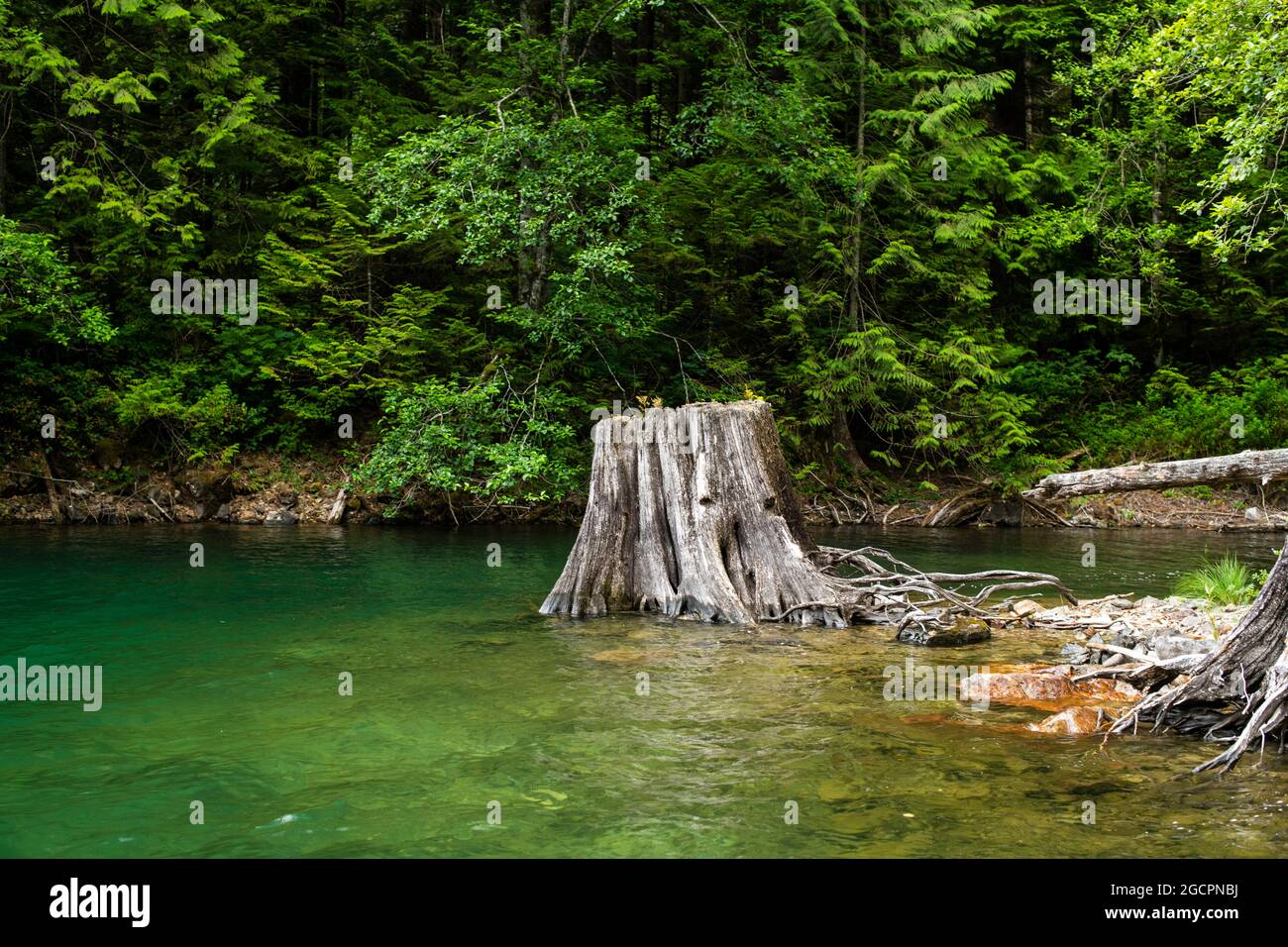 Old stumps showing springboard notches at Alouette Lake, Maple Ridge, British Columbia, Canada Stock Photo