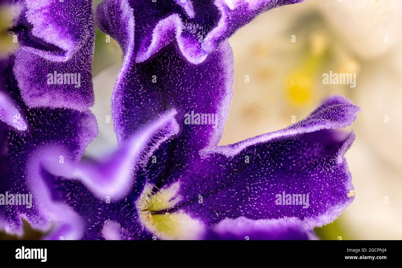 A macro photography of a violet Liguster blossom. The purple flower of a Liguster hedge. Microscopic capture of a violet flower, very detailed Stock Photo