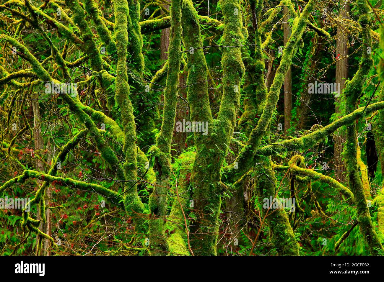 a exterior picture of an Pacific Northwest rainforest with Big leaf maple trees, Stock Photo