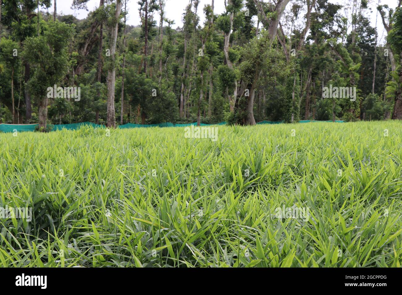 Agriculture field with ginger crop. Rows of ginger growing beds Stock