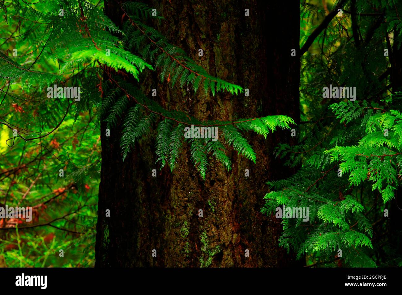 a exterior picture of an Pacific Northwest rainforest with old growth