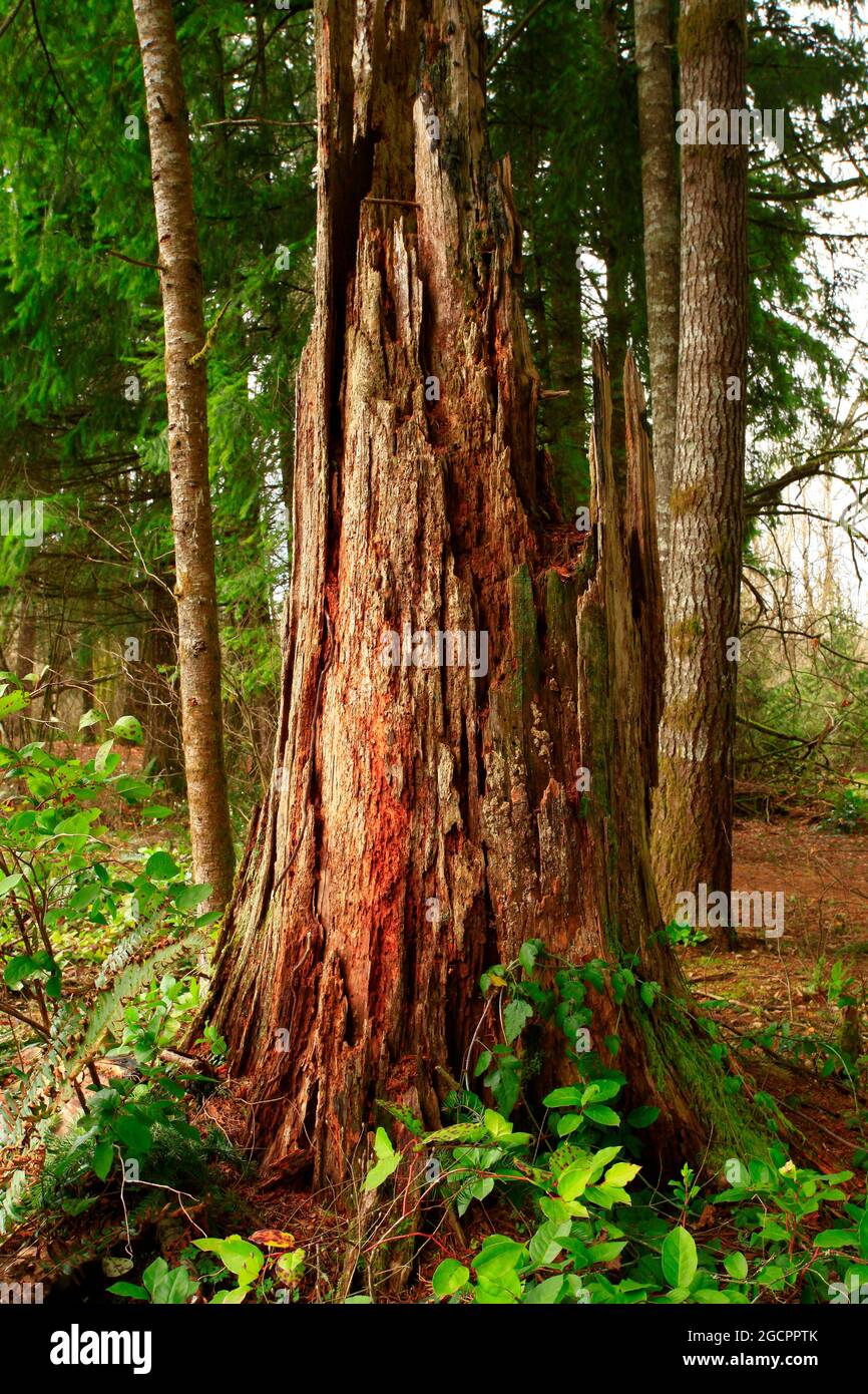 a exterior picture of an Pacific Northwest rainforest with Western red
