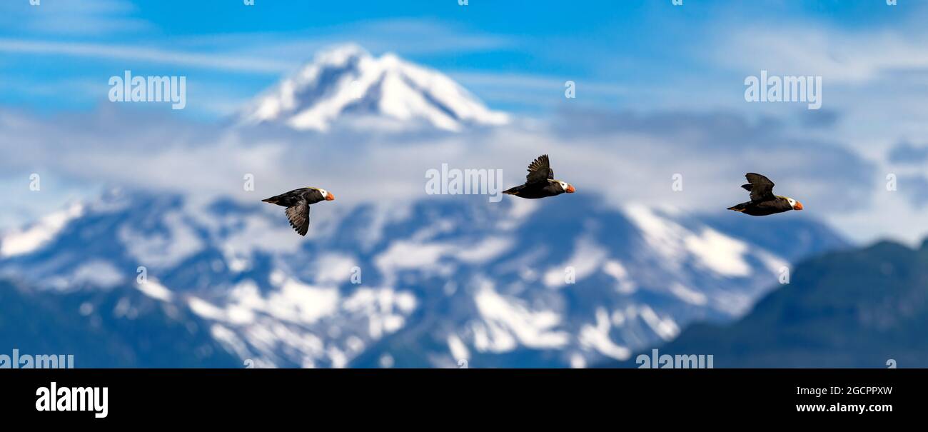 Tufted puffins, Alaska, Stock Photo