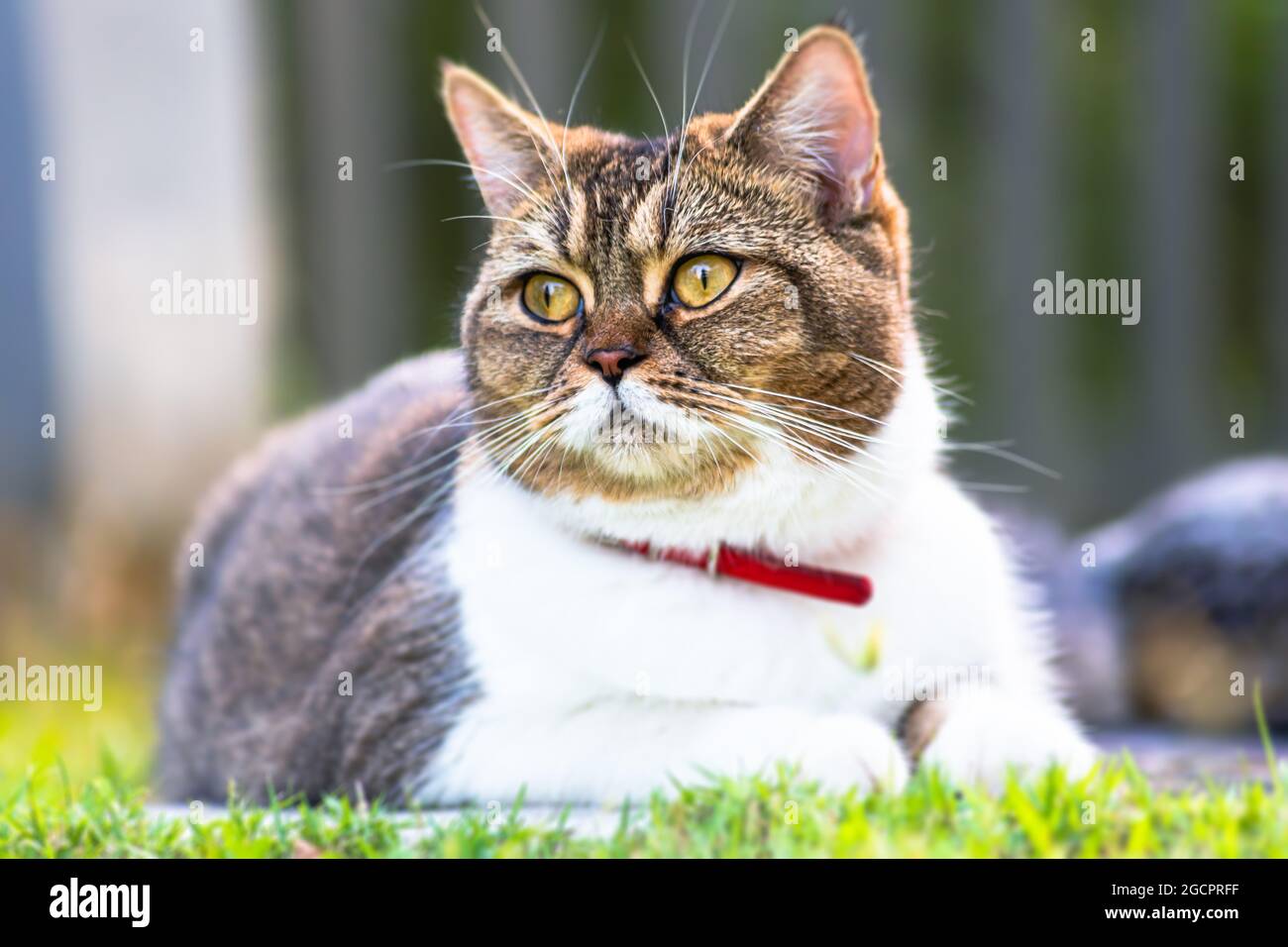 Adult female cat laying in the garden grass. A close up portrait of a cat. Cute female cat chill out in the grass and enjoying the sun. A close up por Stock Photo