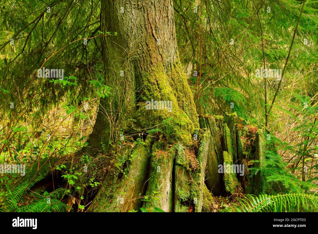 a exterior picture of an Pacific Northwest rainforest with Western hemlock trees Stock Photo