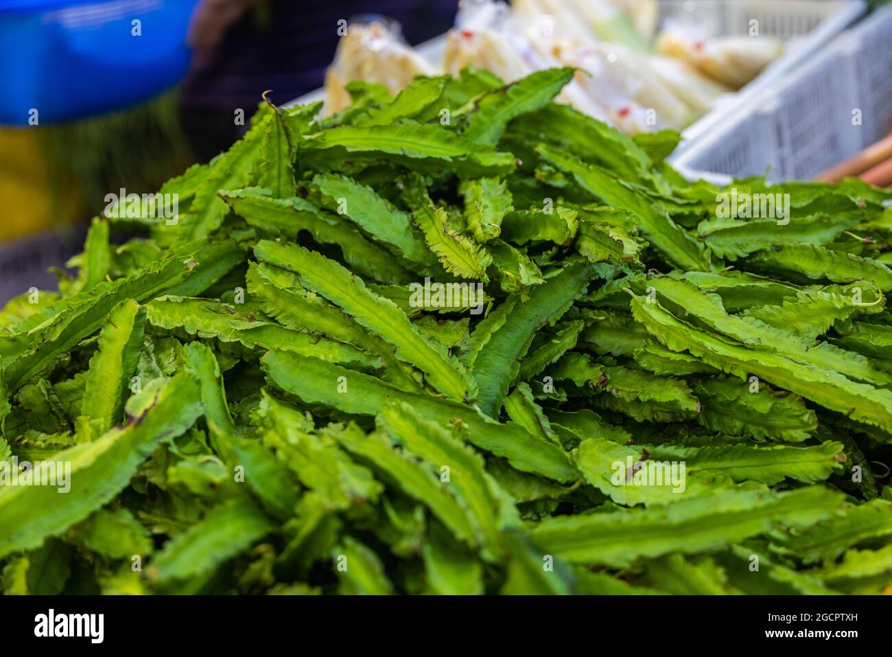 A bunch of Winged bean or goa beans on the counter of a vegetable