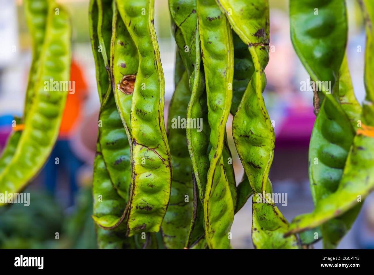 Parkia speciosa or Stink beans dangled up for display at the front of the stall in marketplace. The smelly bean or twisted cluster bean has a high con Stock Photo