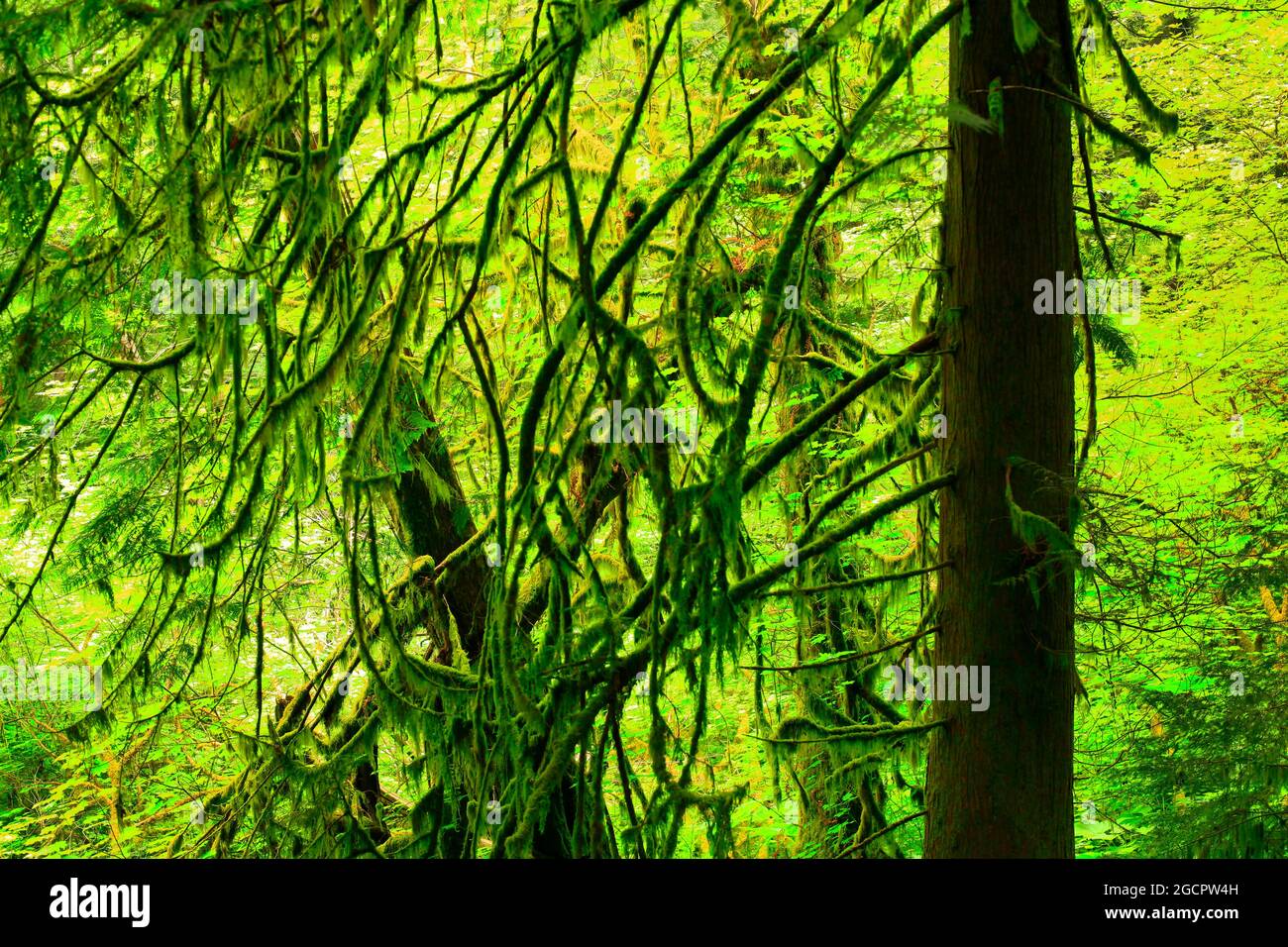 a exterior picture of an Pacific Northwest rainforest Stock Photo