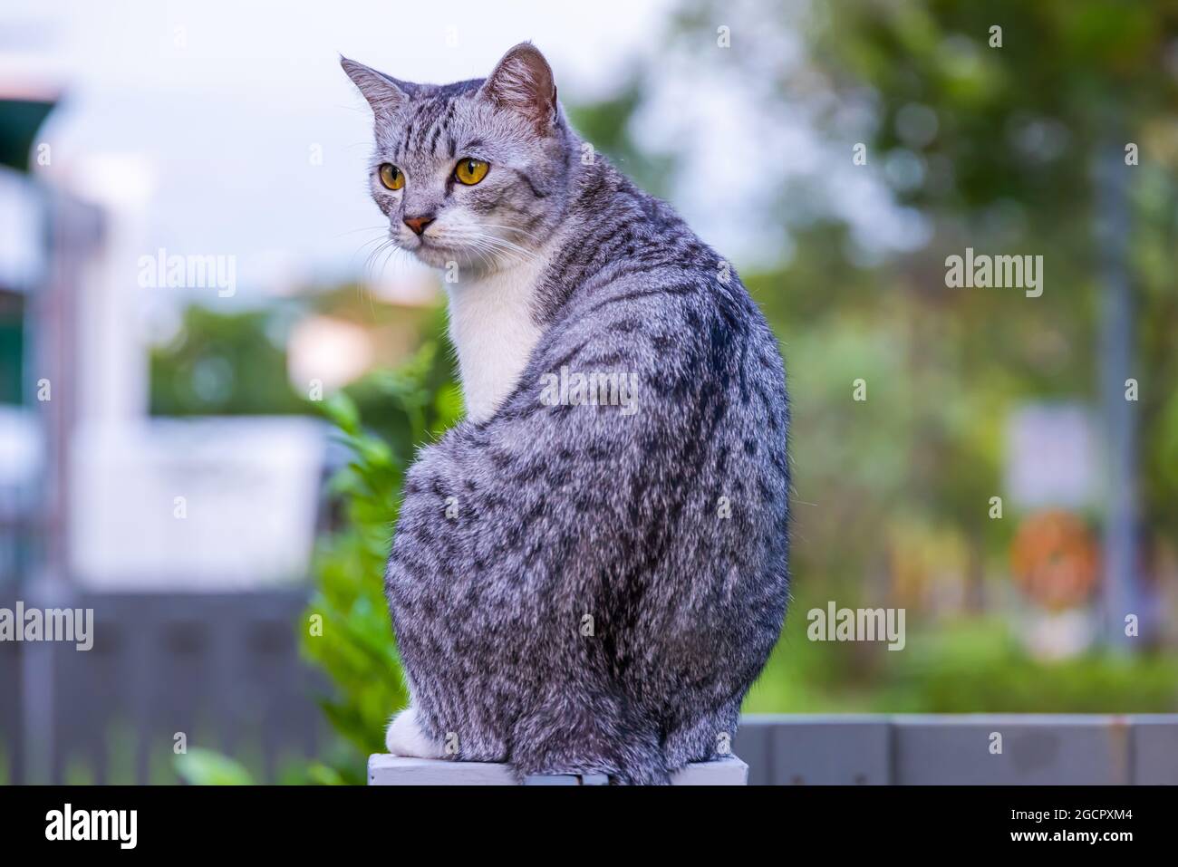 Domestic cat with black and white fur sits on the garden fence and enjoys the evening quietness. Female kitten observing the environment in the backya Stock Photo