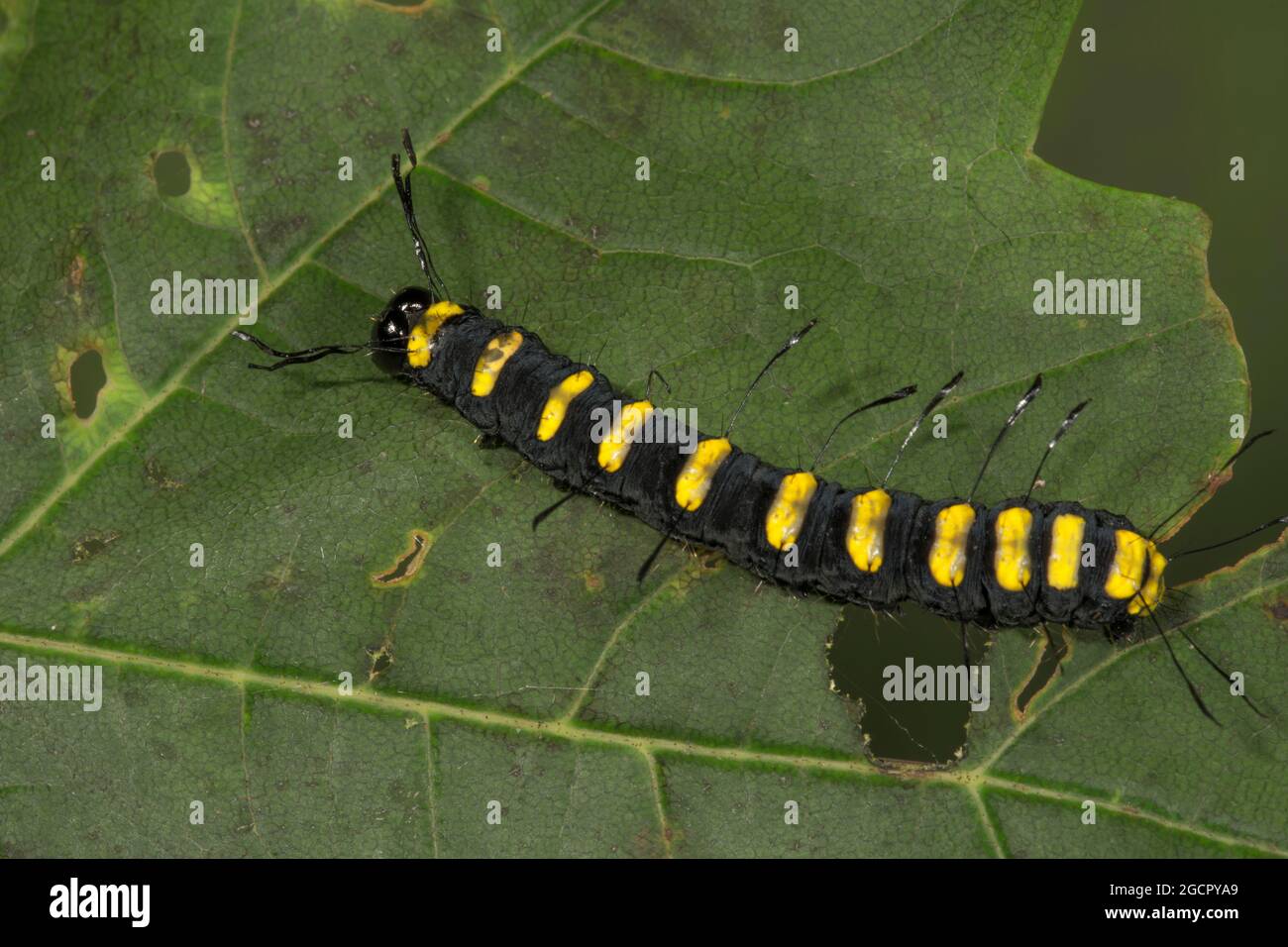 Alder moth (Acronicta alni) adult caterpillar on a maple leaf, Baden-Wuerttemberg, Germany Stock Photo