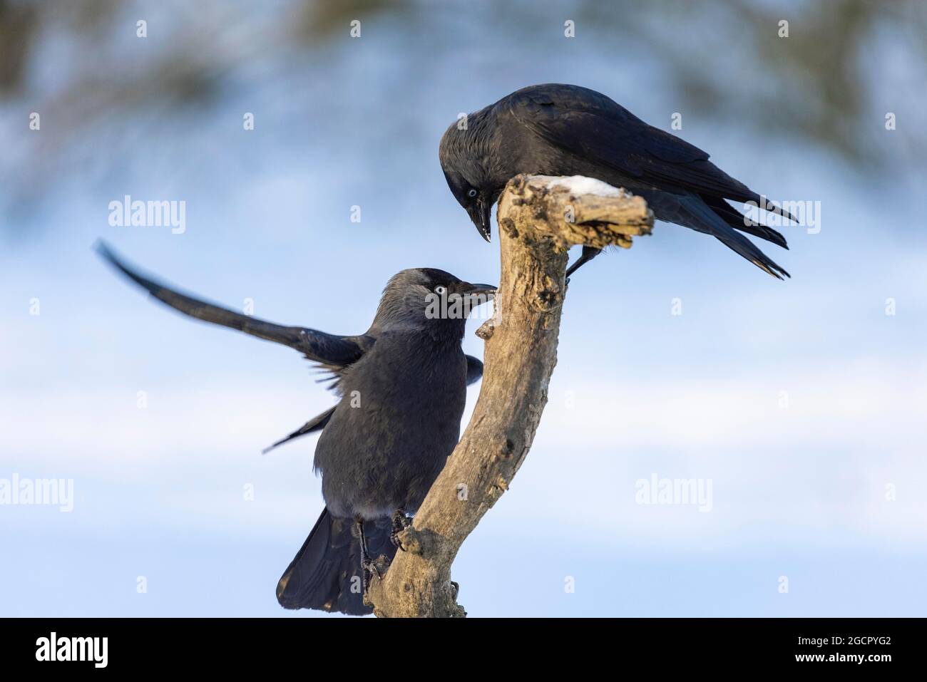 Western jackdaws (Corvus monedula) visit winter feeding, Germany Stock Photo