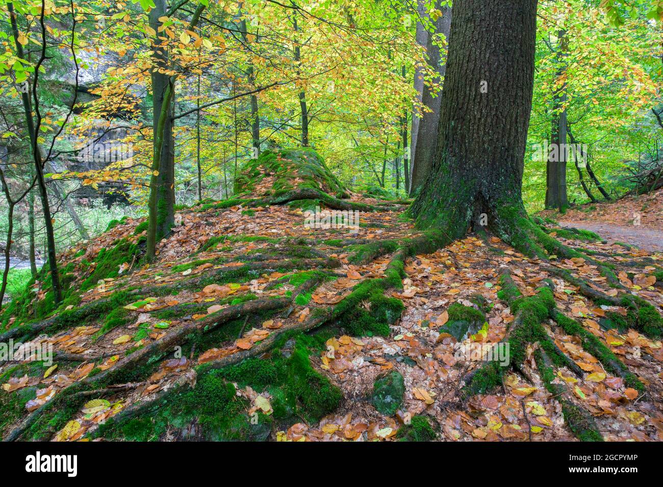About saxon system hi-res stock photography and images - Alamy