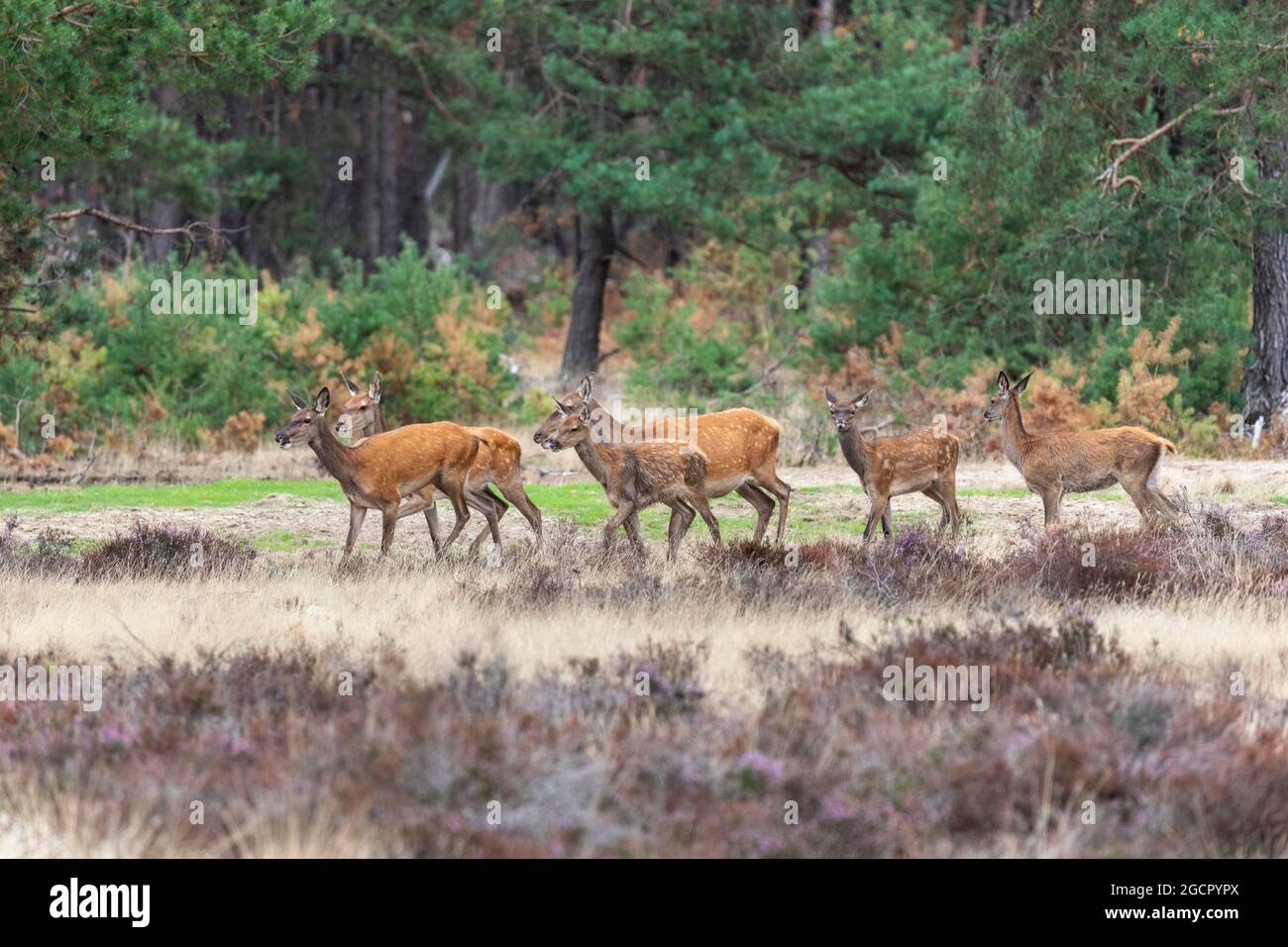 Red deer, Bald deer (Cervus elephus L.), NP Hoge Veluwe, Netherlands Stock Photo