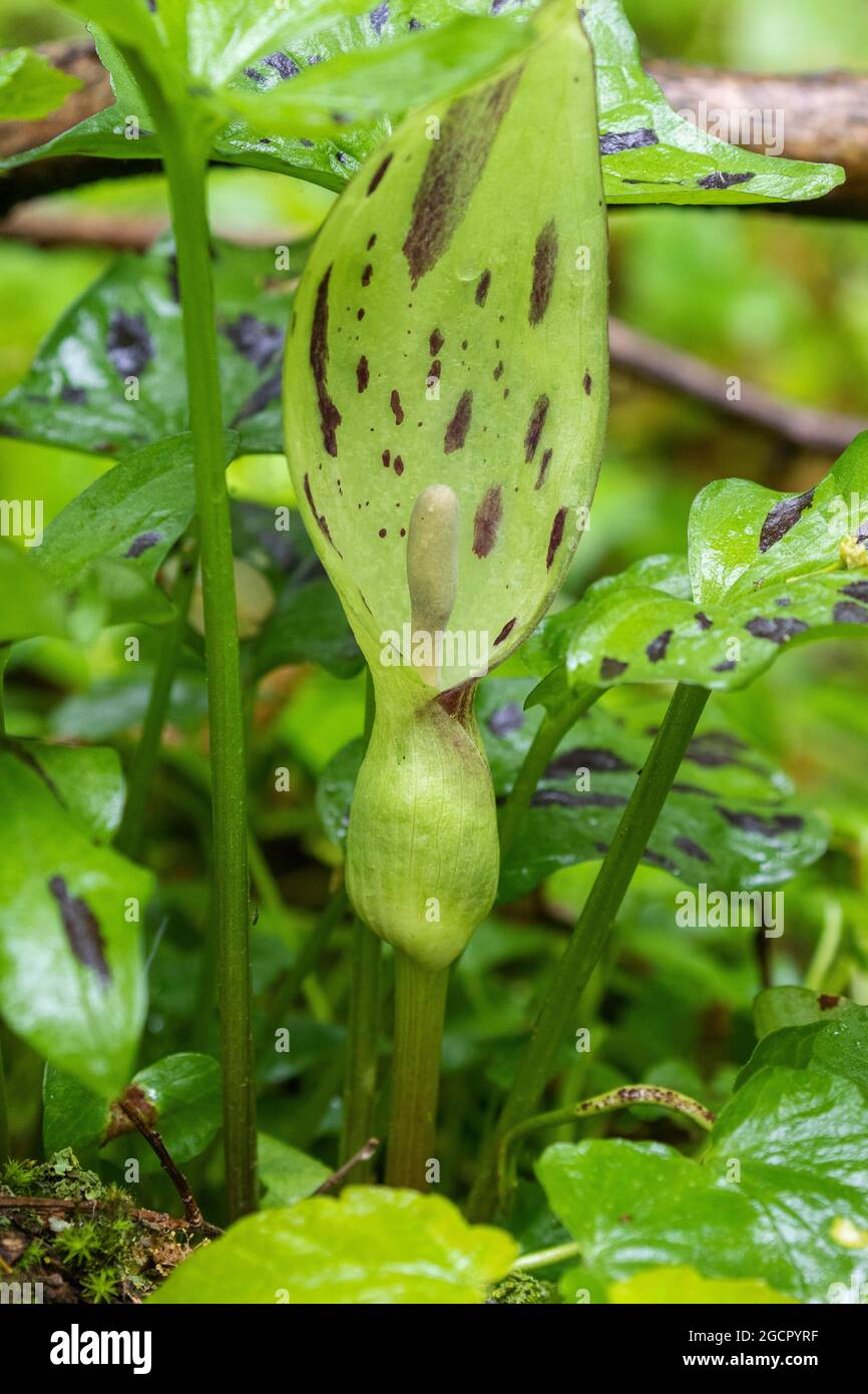 Common arum (Arum maculatum), Germany Stock Photo
