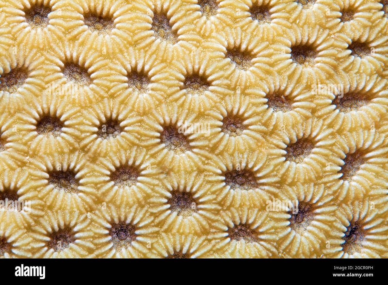 Lesser Valley Coral (Favia), detail with retracted polyps, Red Sea, Aqaba, Kingdom of Jordan Stock Photo