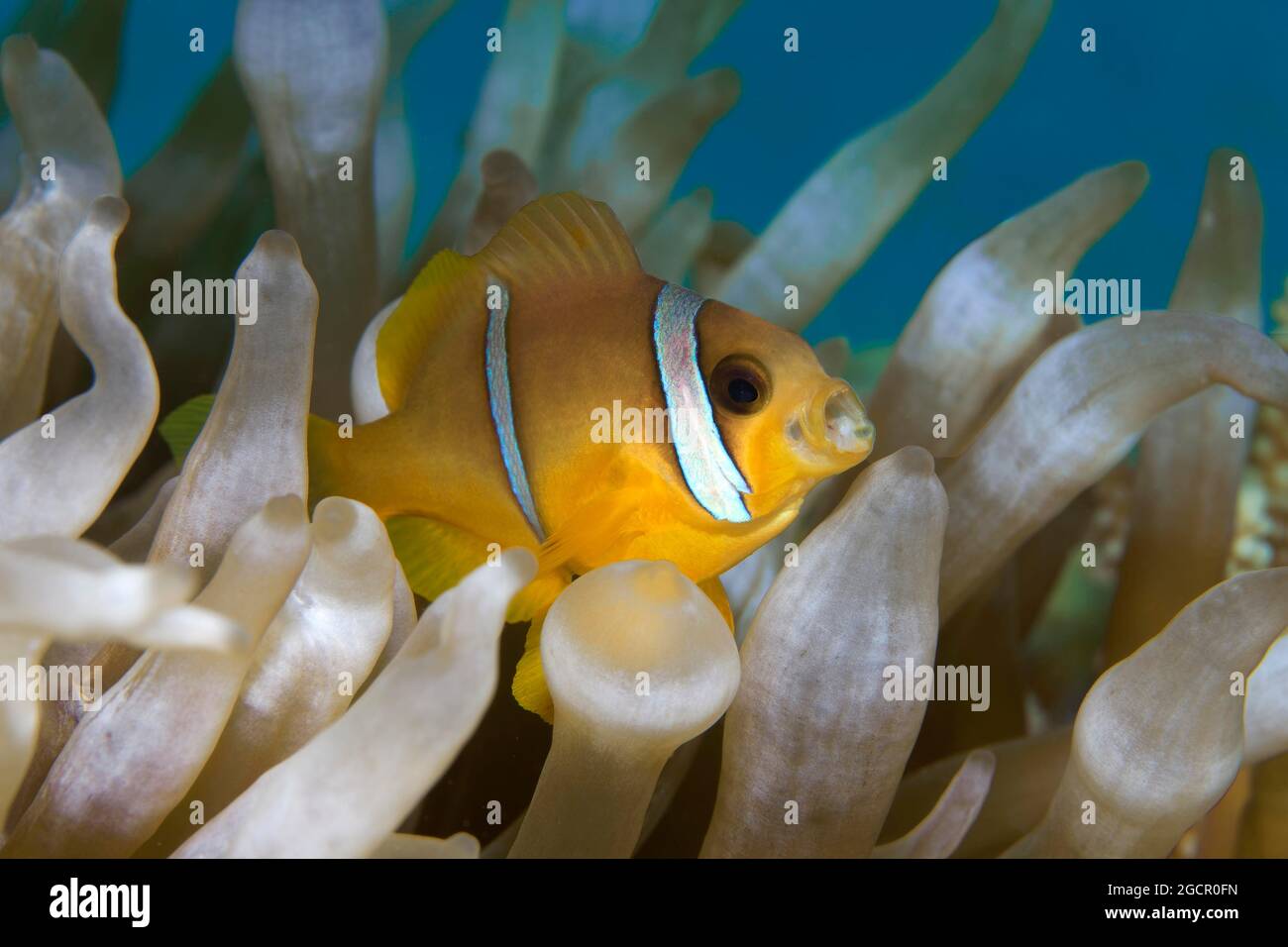 Juvenile Red Sea Red Sea clownfish (Amphiprion bicinctus) with open mouth, Red Sea, Aqaba, Kingdom of Jordan Stock Photo