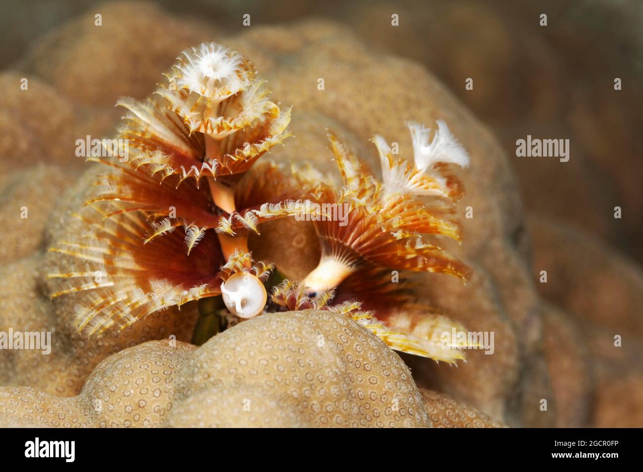 Christmas tree worm (Spirobranchus giganteus) on stone coral (Porites), Red Sea, Aqaba, Kingdom of Jordan Stock Photo