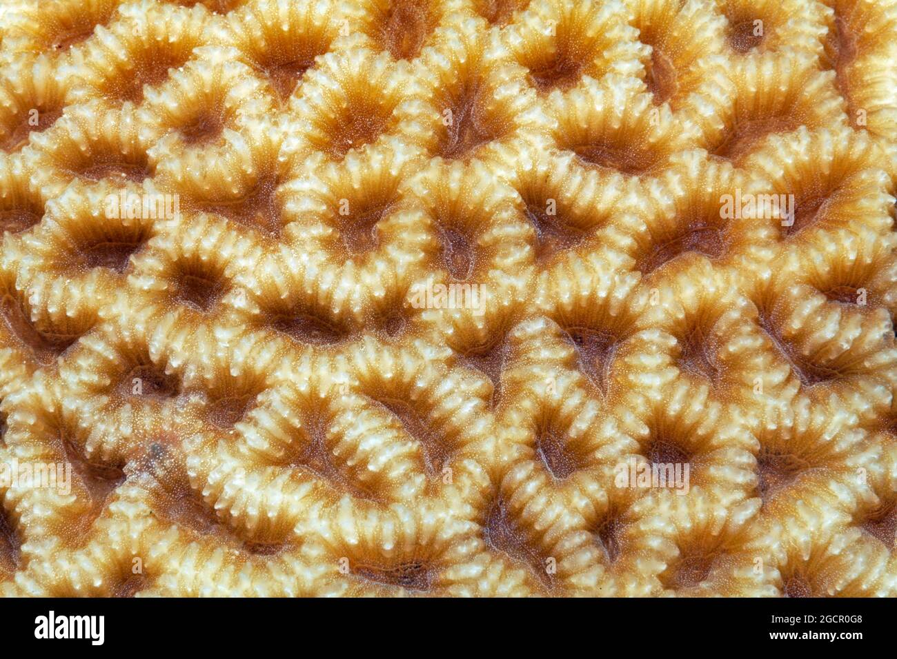 Large-pored stony coral (Coeloseris mayeri) with indented polyps, Red Sea, Aqaba, Kingdom of Jordan Stock Photo