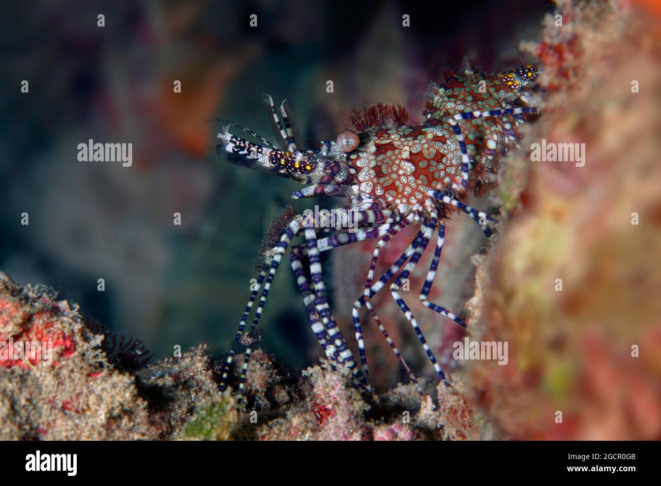 Common marbled shrimp (Saron marmoratus), Purple-footed marble shrimp, Red Sea, Aqaba, Kingdom of Jordan Stock Photo