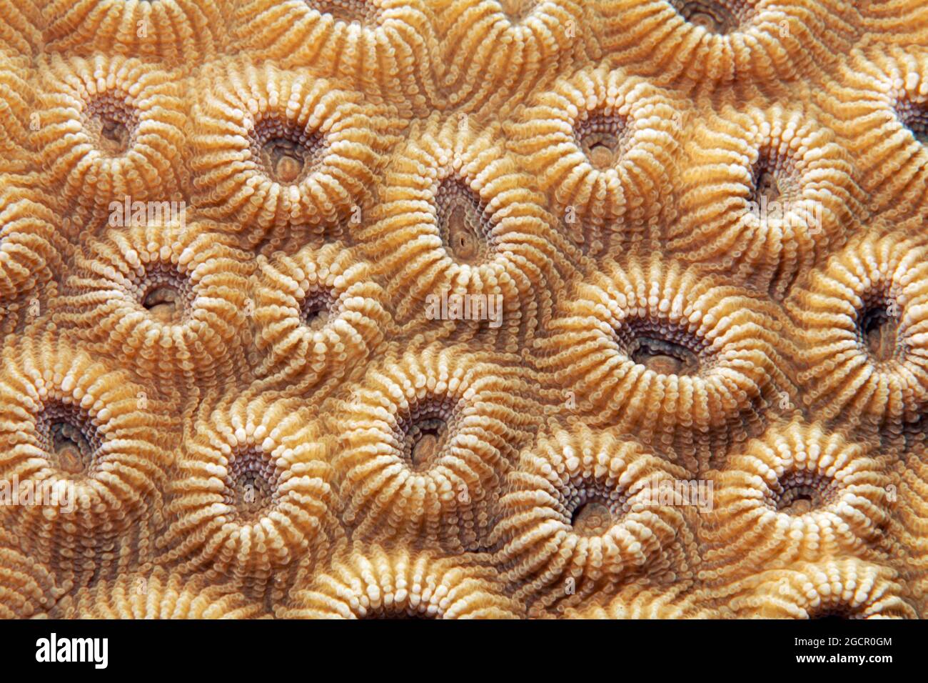 Stone coral (Favia favus), detail with indented polyps, Red Sea, Aqaba, Kingdom of Jordan Stock Photo