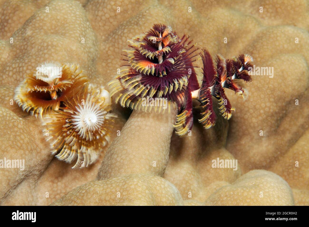Two, Christmas tree worm (Spirobranchus giganteus) on stone coral (Porites), Red Sea, Aqaba, Kingdom of Jordan Stock Photo