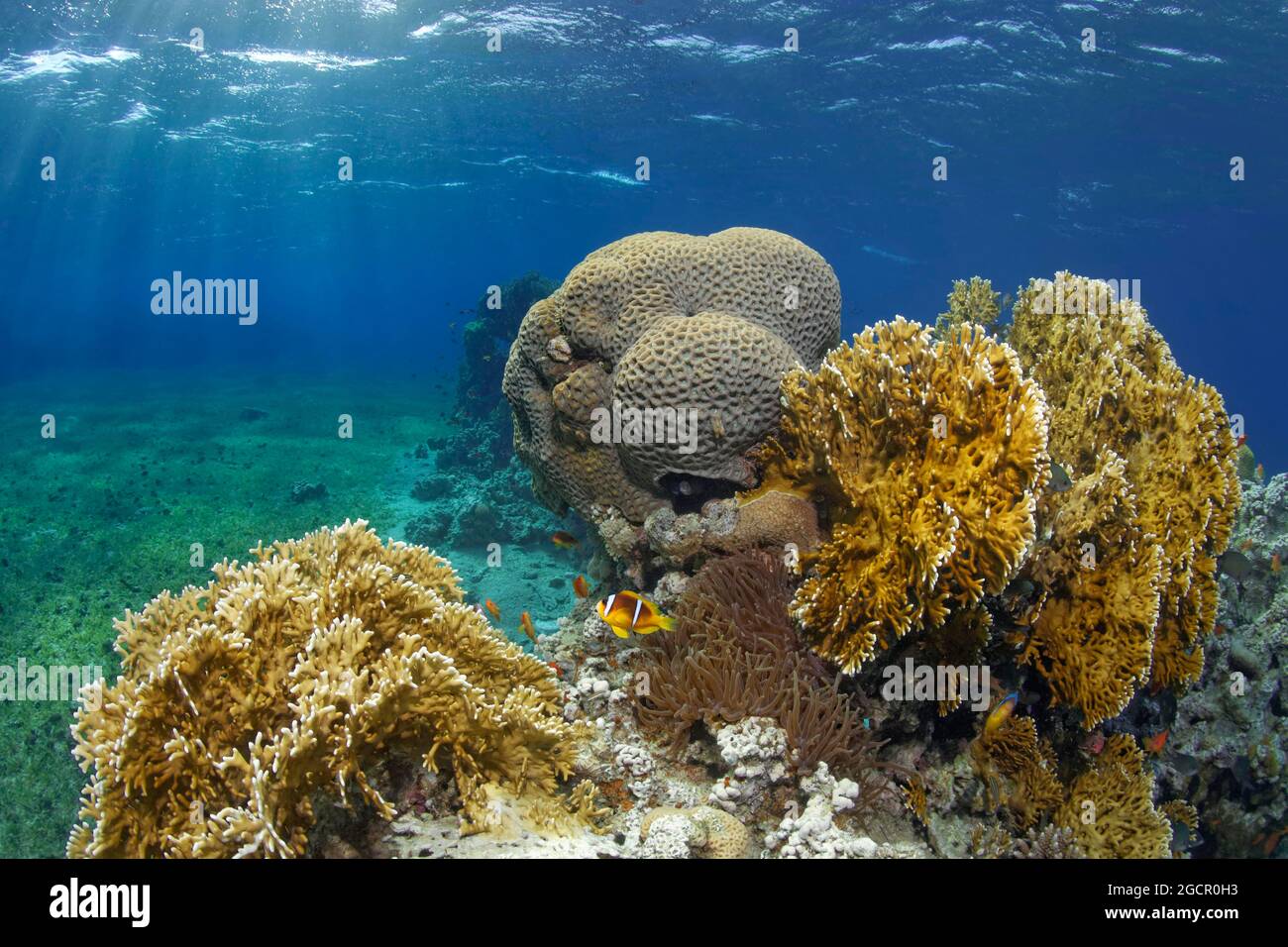 Typical coral reef in seagrass meadow with Red Sea fire coral (Millepora dichotomata), splendour anemone (Heteractis magnifica), Red Sea Red Sea Stock Photo